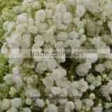 Ornamental Plants Real Touch Flower Onlin Wholesale Shop Baby's Breath thumbnail-4
