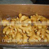 Wholesale Chinese Spicy Mature Fresh Ginger thumbnail-3