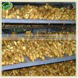 Market Price for Big Ginger thumbnail-1