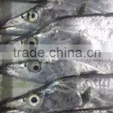 Largehead Hairtail thumbnail-3