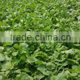 Green Radish thumbnail-4