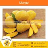 High Nutritional Value Indian Farm Mango by a Leading Exporter