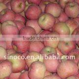 Fuji Apple CHINA