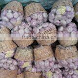 FRESH NORMAL WHITE GARLIC EXPORT 4.5 CM , EGYPT. thumbnail-1