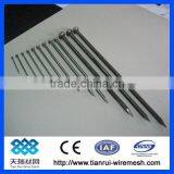 Common Nail/polished Nail/galvanized Nail thumbnail-1