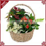 Cheap Wholesale Small Size Plant & Storage Used Seagrass Basket thumbnail-3