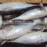 Frozen Whole Round Bonito Tuna thumbnail-6