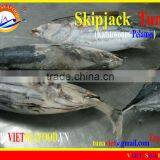 WHOLE ROUND FROZEN SKIPJACK TUNA thumbnail-1