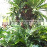 Cycas Revoluta Multi-heads Potted and Rooted thumbnail-4