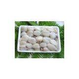 Indonesia Frozen Seafood, Cuttlefish, Squid, Fish thumbnail-1