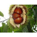 Chestnut,sweet Chestnut,qianxi Chestnut thumbnail-2