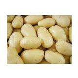 Good Taste Mature Yellow Sweet Holland Potato 10 kg/ Mesh Bag