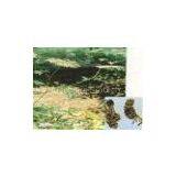 Angelica Extract(rossonl@huacheng-biotech.com)