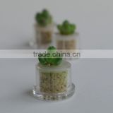 Miniplant "Emerald Angel" mini succulent plant with mobile phone strap
