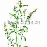 100% Distilled Natural Plant Nepeta Essential Oil With Competitive Price thumbnail-4