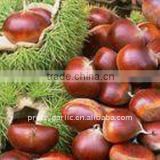 2011 crop fresh chestnuts