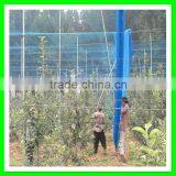 Henan Suntex Supply Virgin HDPE Extruded Anti Bird Net/ Knitted Anti Bird Net for Fruit Protection thumbnail-3