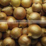 Dry Onion thumbnail-1