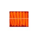 Carrot thumbnail-1