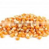 Yellow Corn thumbnail-1