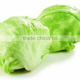 Green Lettuce for Cooking thumbnail-2