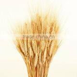 Instant Cereal Powder for Beverage