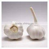 Hot Sale Fresh Chinese Normal White Garlic With Ctn thumbnail-2