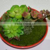 SJ0409032 Indoor Wall Hanging Mini Wall Art Decoration thumbnail-4