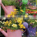 Blue Color Indoor Watering Can thumbnail-6