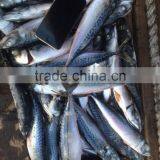 Seafrozen Pacific Mackerel thumbnail-3