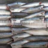 Land Frozen Pacific Mackerel Headless thumbnail-5
