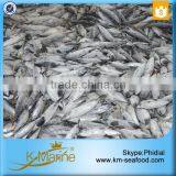 Whole Frozen Frigate Tuna thumbnail-6