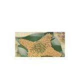 Organic Soybean thumbnail-1