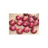 China Fresh Onion thumbnail-1