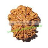 Rare Nepali Rudraksha Beads 9 Mukhi (nine Face), Size: 19x21mm thumbnail-1