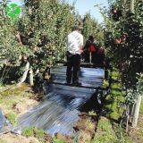 Agriculture Metallized PE Reflective Film thumbnail-2