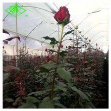 Blue/transparent PE/EVA Greenhouse Film for Flowers thumbnail-4