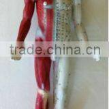 85cm acupuncture model - whole body model