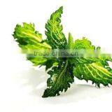 L-Carvone 60%/70%/80%/85% thumbnail-1