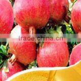 Supercritical CO2 Extracted Pomegranate Seed Oil thumbnail-1