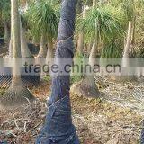 Nolina for Indoor Decoration thumbnail-2