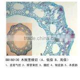 Direct Factory Actory Fern Individual Prepared Microscope Slide