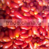 Pusa Ruby Tomato thumbnail-2