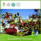 100% Natural Extracts 5% Anthocyanidins Cranberry Extract
