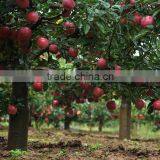 Chinese Fresh New Crop Red Delicious Apple Red Apple Huaniu Apple Apple Price Fresh Apple Fruit thumbnail-5