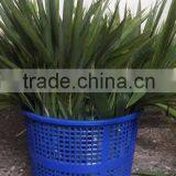 Fresh Bamboo Leaves thumbnail-2