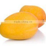 Alphonso Mango Slices In Syrup thumbnail-3