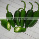 Small Hot Pepper/Chilli Seed Bullet No.2 thumbnail-2