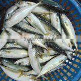 Frozen Pacific Mackerel Fish Newest thumbnail-2