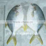 frozen seafood golden pompano